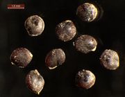 Blitum virgatum: reife Samen, Wulferdingen, leg. E.M. Wentz (Herb. MSTR) (Foto: Rolf Wißkirchen)