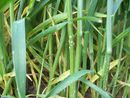 Blumeria graminis on winter wheat.JPG