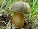 Boletus aereus. Foto: © Georg Müller