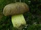 Boletus appendiculatus. Foto: © Georg Müller