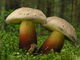 Boletus calopus. Foto: © Georg Müller