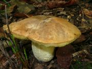 Boletus depilatus. Foto: © Georg Müller