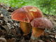 Boletus dupainii. Foto: © Georg Müller