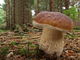 Boletus edulis. Foto: © Georg Müller