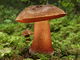 Boletus erythropus. Foto: © Georg Müller