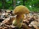 Boletus luridus. Foto: © Georg Müller