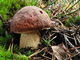 Boletus pinophilus. Foto: © Georg Müller