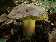 Boletus pseudoregius. Foto: © Georg Müller