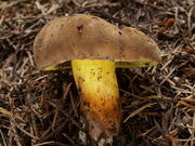 Boletus pulverulentus. Foto: © Georg Müller