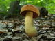 Boletus queletii. Foto: © Georg Müller