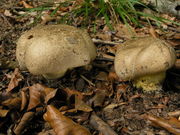 Boletus radicans. Foto: © Georg Müller