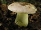 Boletus regius. Foto: © Georg Müller