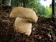 Boletus reticulatus. Foto: © Georg Müller