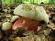 Boletus satanas. Foto: © Georg Müller