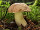 Boletus subappendiculatus. Foto: © Georg Müller