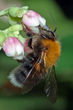 Männchen der Baumhummel (B. hypnorum)