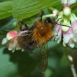 Männchen der Baumhummel (B. hypnorum)