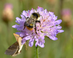 Waldhummel: Männchen - Ivar Leidus, CC BY-SA 4.0