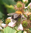 Baumhummel (B. hypnorum) an einer Brombeerblüte (Rubus fruticosus)