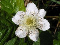 Bramble (Rubus fruticosus).jpg