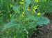 Brassica nigra feuilles.JPG