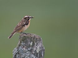 Braunkehlchen: Alttier (adult) - Frank Vassen, CC BY-SA 2.0
