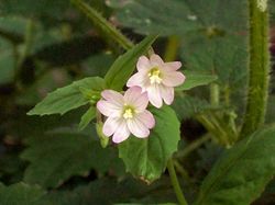 Berg-Weidenröschen: Blüte – AnemoneProjectors, CC BY-SA 2.0