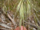 Bromus diandrus (6230583095).jpg