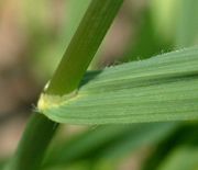 Die Ligula, das Blatthäutchen, ist 1 bis 2 mm lang. Es gibt keine Blattöhrchen. (Bild: W. Wohlers, JKI)