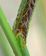 Die Blattscheide ist behaart, wie hier bei dem von Rost befallenen Blatt gut zu sehen ist. (Bild: W. Wohlers, JKI)