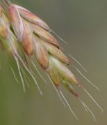 Die Roggen-Trespe eignet sich als Zierpflanze; da auch reife Körner nicht ausfallen. (Bild: W. Wohlers, JKI)