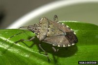 Brown marmorated stink bug adult.jpg