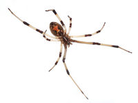 Brown widow spider Latrodectus geometricus underside.jpg