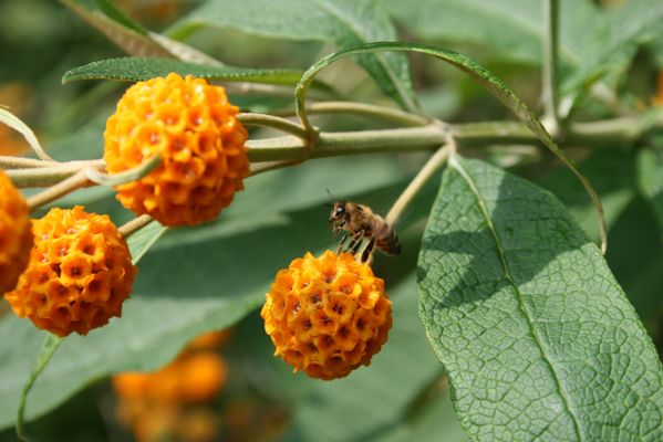 Buddleja-globosa-flowers.JPG