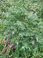 Buddleja davidii.001.JPG