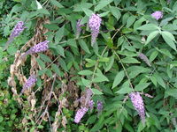 Buddleja davidii.004.JPG