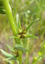 Acker-Steinsame: Frucht – MurielBendel, CC BY-SA 3.0