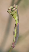 Neben den gerade entfaltenden Döldchen sind in der Blattscheide weitere Blätter und Knospen zu erkennen. (Bild: W. Wohlers)