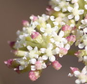 Die Blüten am Rand eines Döldchen reifen zuerst und färben sich rot wie auch eine einzige Blüte im Zentrum. (Bild: W. Wohlers)