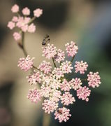 Eine durchgehend rosa gefärbte Dolde, oben sitzt eine kleine Schwebfliege, ein Männchen von Syritta pipiens, der weit verbreiteten Keulenschwebfliege. (Bild: W. Wohlers)