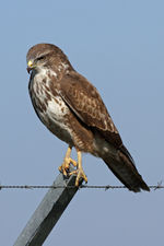 Mäusebussard:  Björn, CC BY-SA 2.0