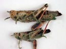 CSIRO ScienceImage 1367 Locusts attacked by the fungus Metarhizium.jpg