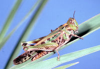 CSIRO ScienceImage 40 An Australian plague locust Chortoicetes terminifera.jpg