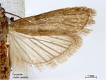 Cadra cautella PaDIL141601a.jpg