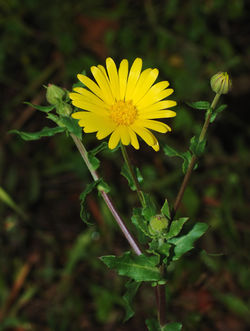 alt=Description de l'image Calendula January 2008-1 filtered.jpg.