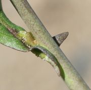 Das Blatt ist halb stängelumfassend mit spitzen Ohren. (Bild: W. Wohlers)