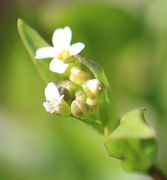 Die Knospen und ersten Blüten sind noch von den Blättern umgeben. (Bild: W. Wohlers)