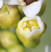 Gerade sich öffnende Knospen mit der Narbe und den Antheren. (Bild: W. Wohlers)