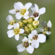 Die 4 mm großen Blüten stehen über den Knospen. In einigen ist bereits das Schötchen zu erkennen. (Bild: W. Wohlers)