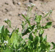 Reifende Triebe Mitte Juli mit noch etlichen Blüten. Den grünen Käfer rechts habe ich leider erst am PC entdeckt. Es ist ein Scheinbock, Chrysanthia viridissima oder C. geniculata. (Bild: W. Wohlers)